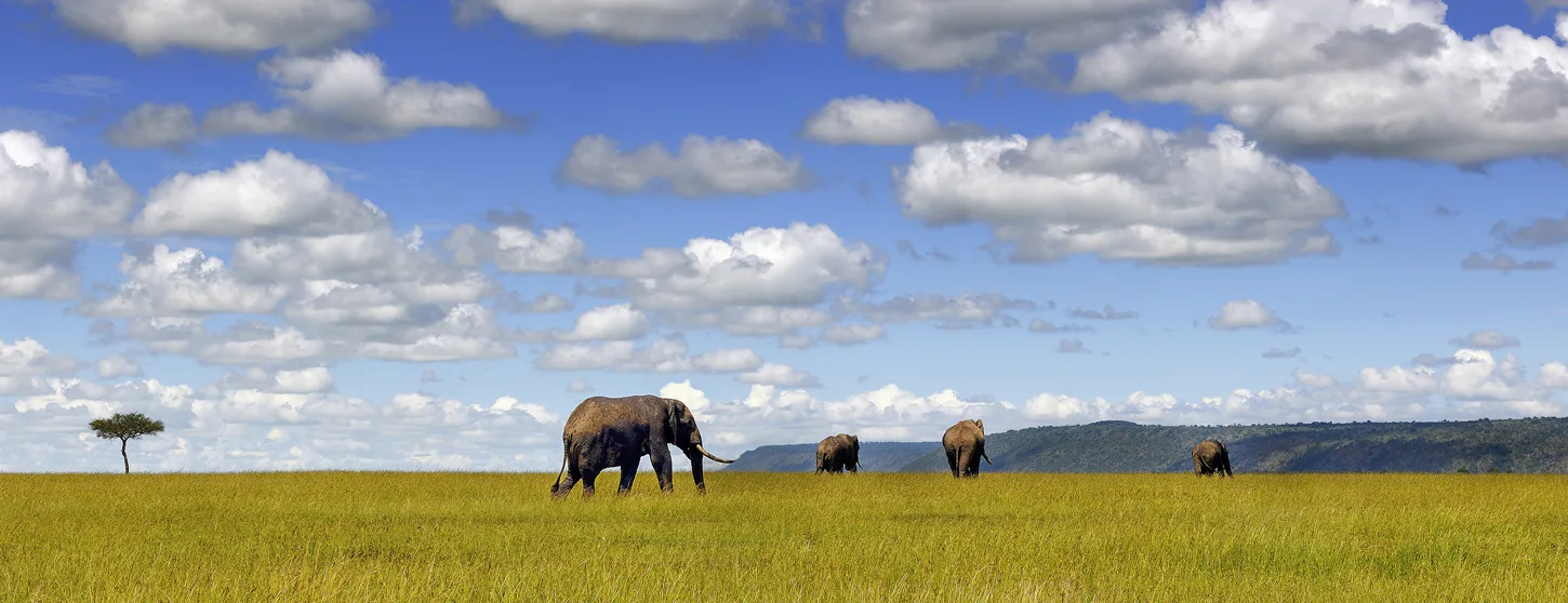 Kenya, Elefanti. Foto di Franco Cappellari