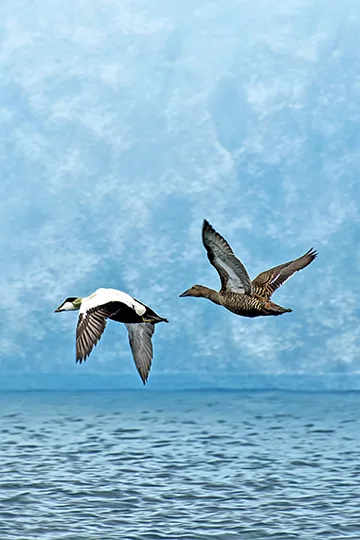 Uccelli in volo. Foto di Franco Cappellari